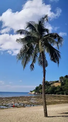 海滩,椰树,蓝天与大海