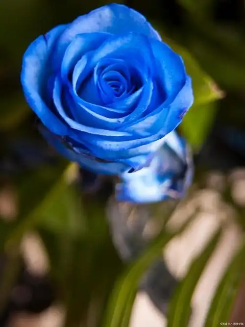 蓝色阴雨月季的优缺点