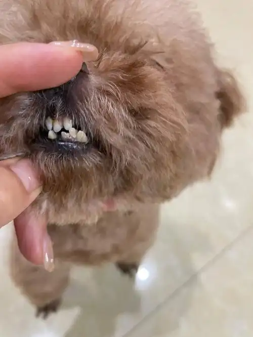 我们完整小米粒牙还有滂臭滂臭的小嘴巴92#我的萌宠  #日常  #泰迪