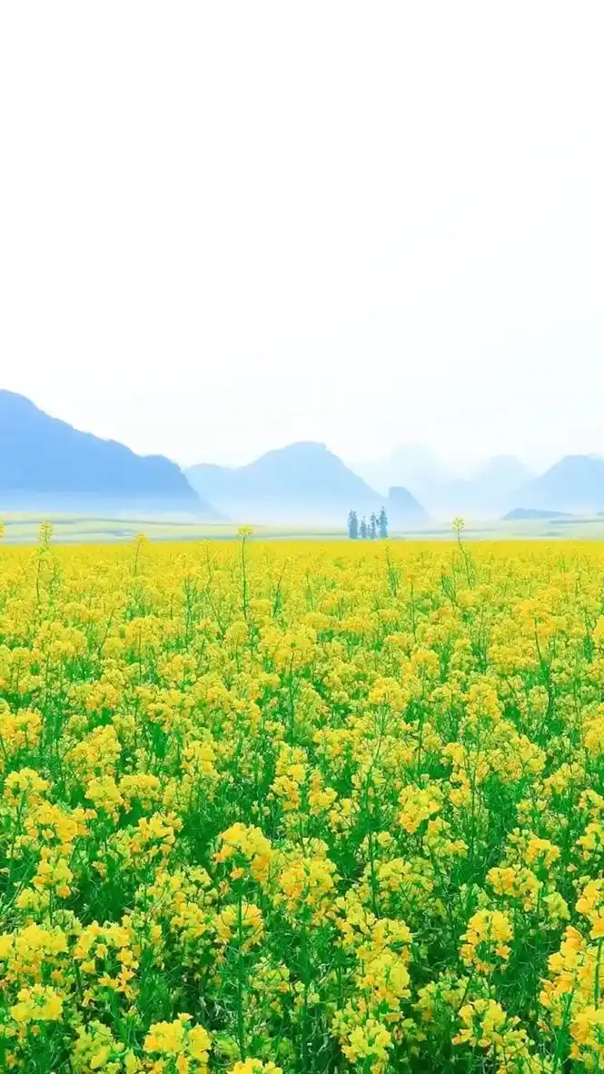 千垛花海里的水乡江南三月 - 抖音