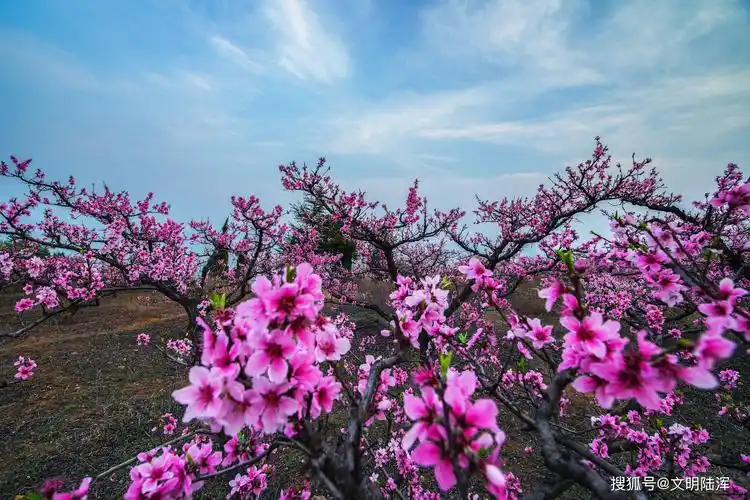河南洛阳陆浑水库十里桃花竞芳菲