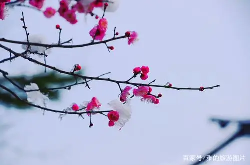 雪中腊梅和梅花——傻傻分不清