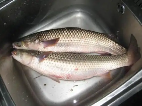 用什么钓杭州湾里的长鱼(鲻鱼)和乌眼