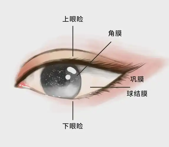 炯炯眼科| 为什么眼睛不怕冷?_眼球_眼睑_泪道