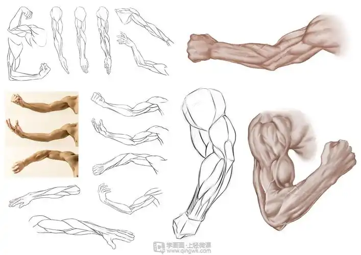 日系厚涂之手臂肌肉及连接关系