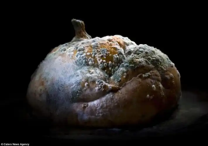 微距镜头下的腐烂水果蔬菜