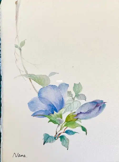 蓝紫色花朵野牡丹木槿