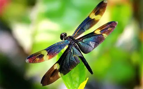 蜻蜓特写高清桌面壁纸图片高清大图预览1920x1200_动物壁纸下载_美桌