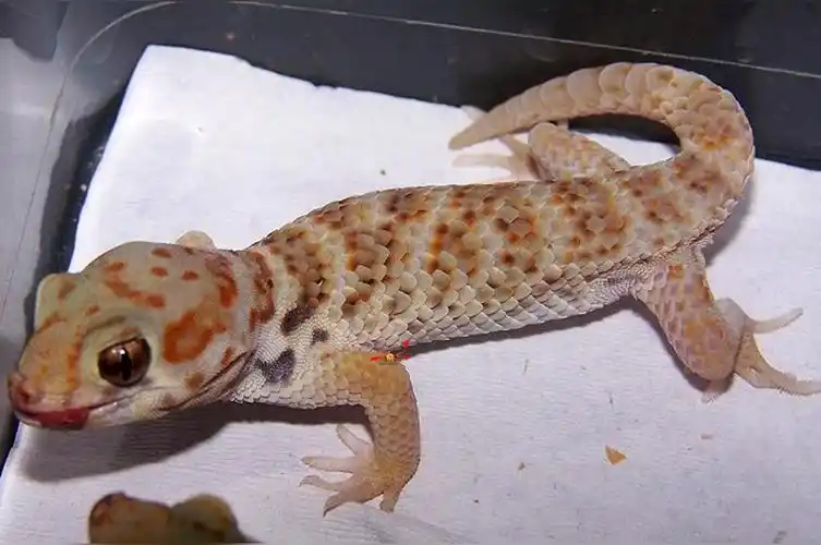 蛙眼守宫(喜栖于半沙漠地带的夜行性蜥蜴)_尚可名片