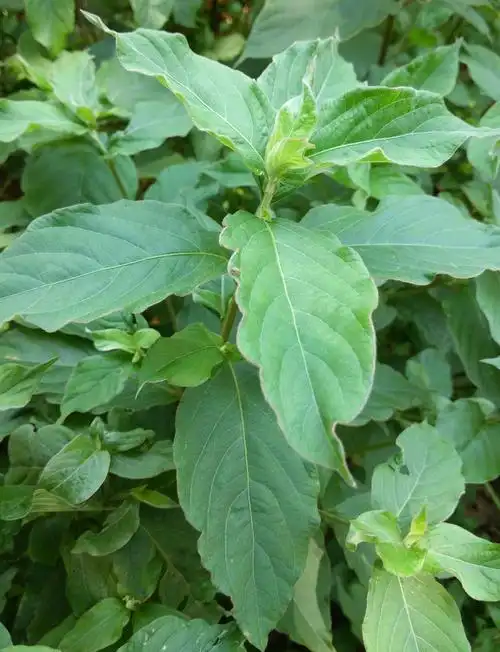 请教植物学专家,谢谢.