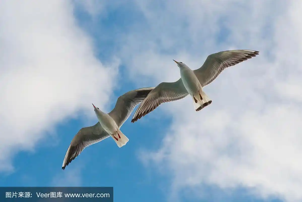 两只海鸥在天空前面