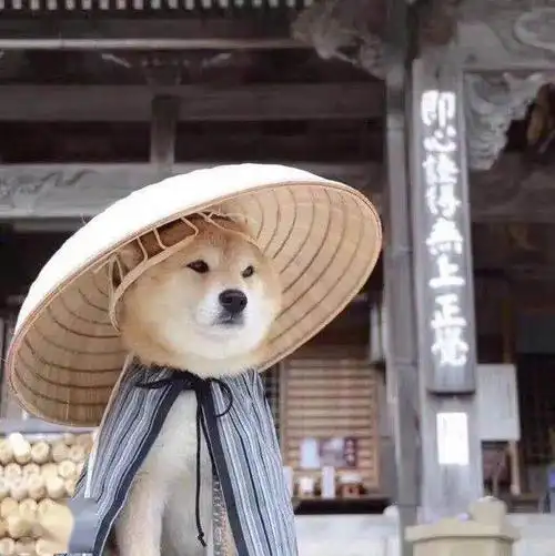 蠢萌的柴犬头像～ 小可爱们请注意接收～ 别忘了点赞噢