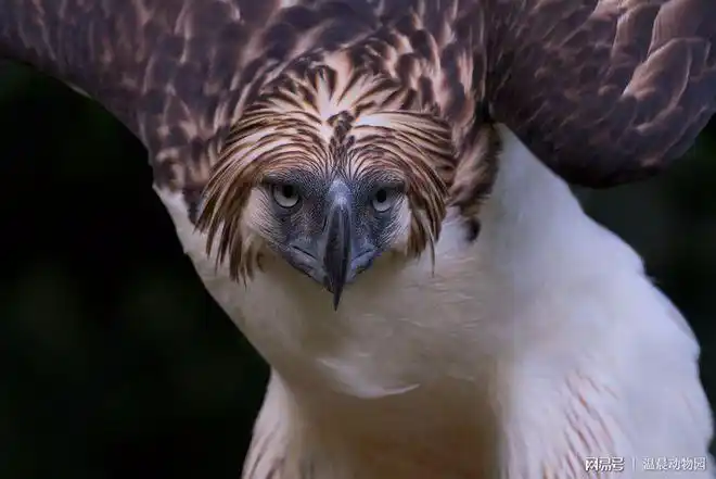 先来看看鸟类的中分头,此发型的代表当属来自菲律宾的食猿雕.