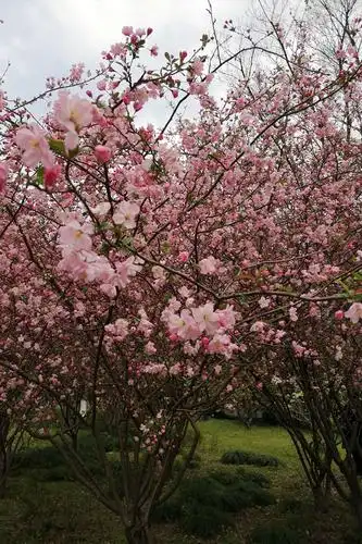 海棠又到盛花期