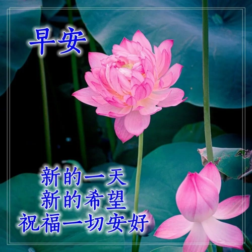 原创早安问候语阳光句子早上好问候语唯美图片表情