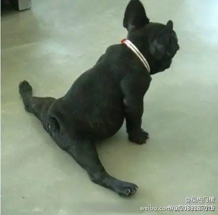 别看我胖,我也会劈腿