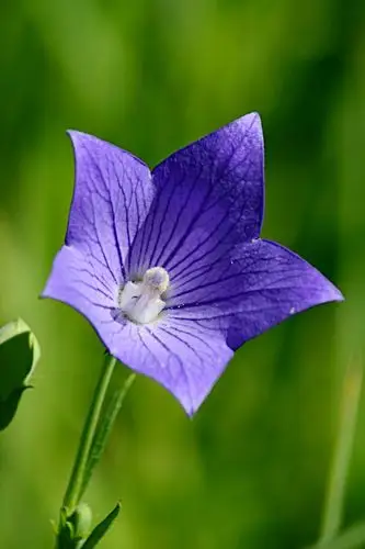 蓝紫色的桔梗花