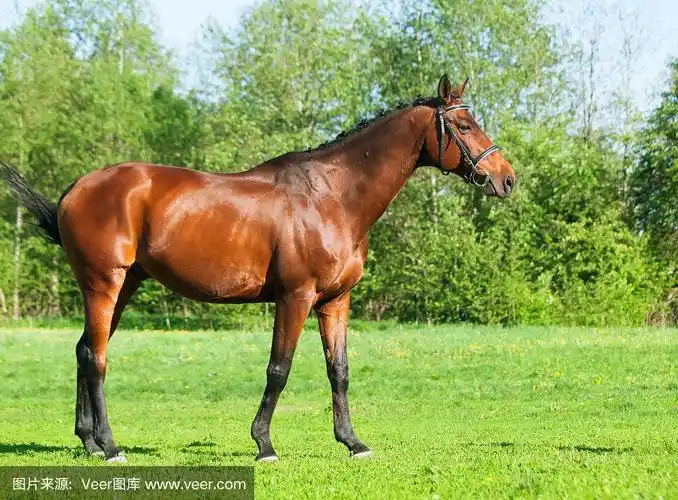 全身的海湾运动马