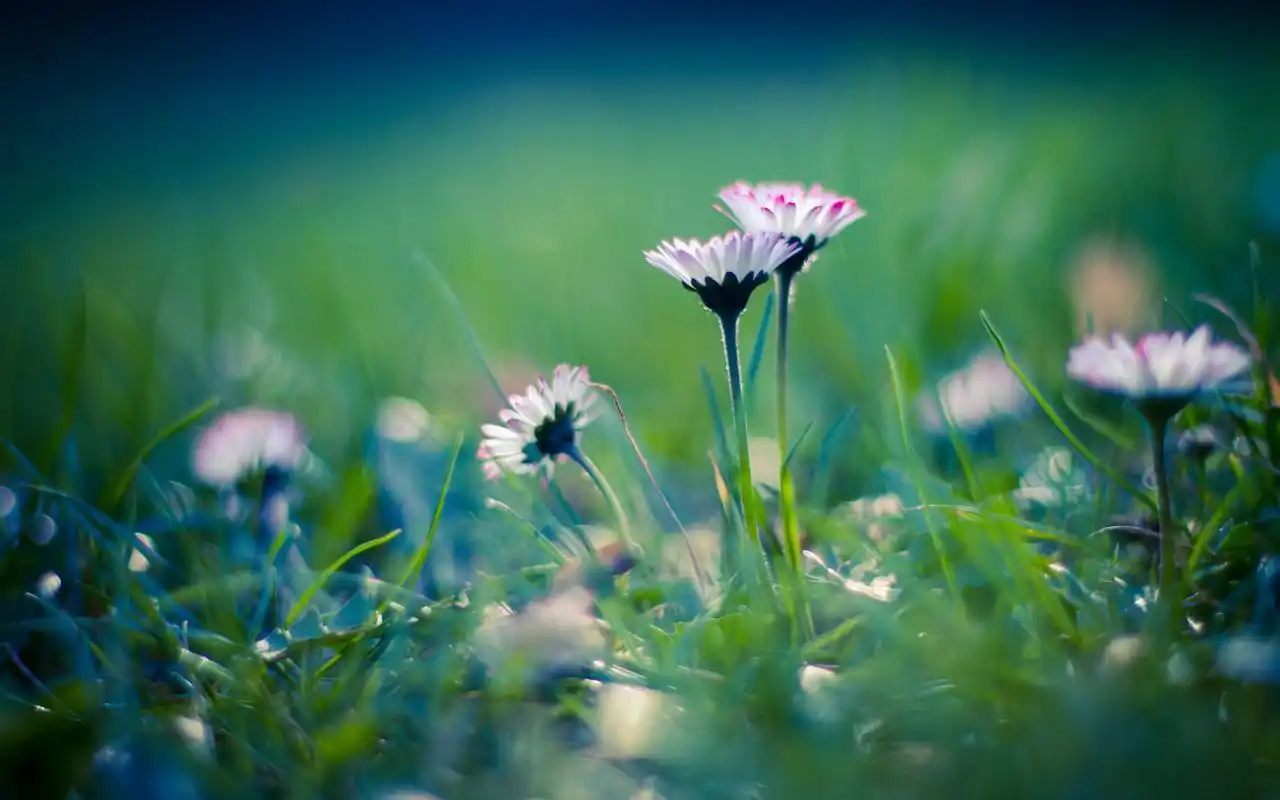 小清新唯美护眼植物桌面壁纸