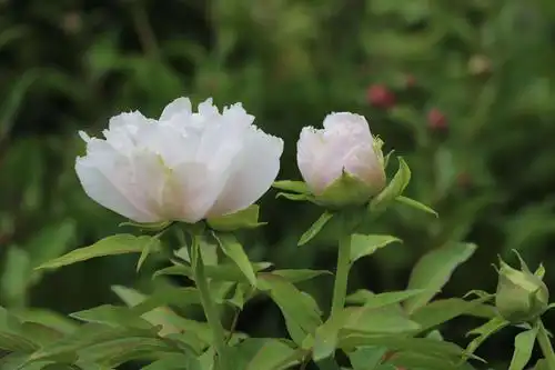 王者风范白牡丹,一样的国色天香