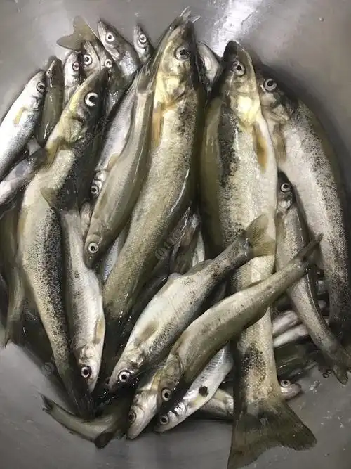 柳根子-没毛病 - 钓鱼之家