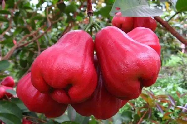 世界上最稀有的水果,你吃过几种(图)