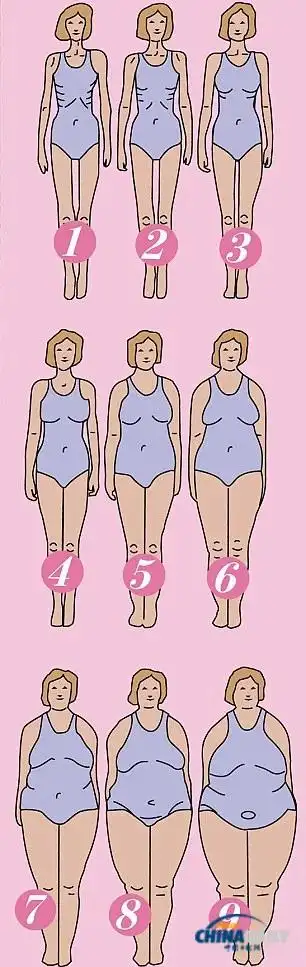 不同体型的图表