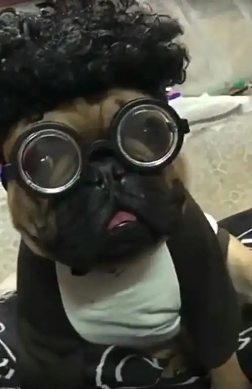 人模狗样――搞笑图片