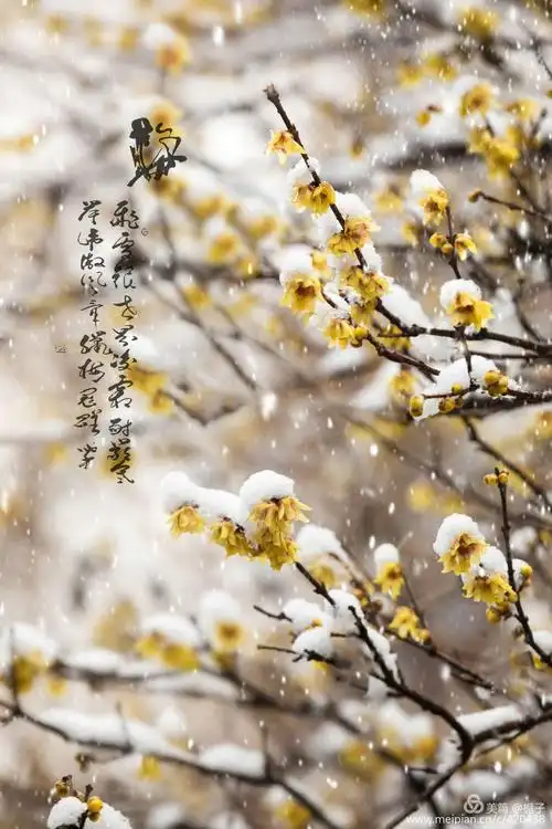 梅花欢喜漫天雪