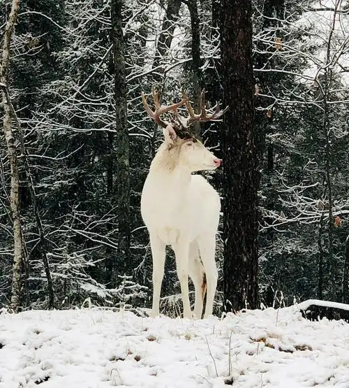 罕见白化鹿"闲逛"至居民后院 昂首挺胸摆pose