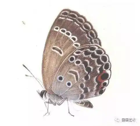 分享几种工笔蝴蝶画法