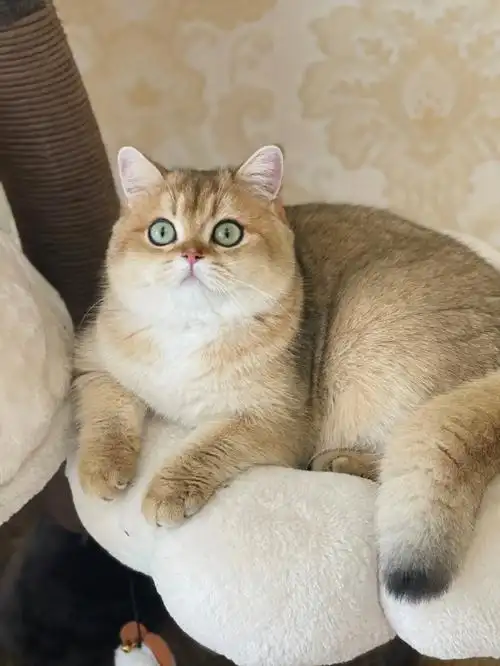 金渐层有偿领养十月假期可以陪伴啦