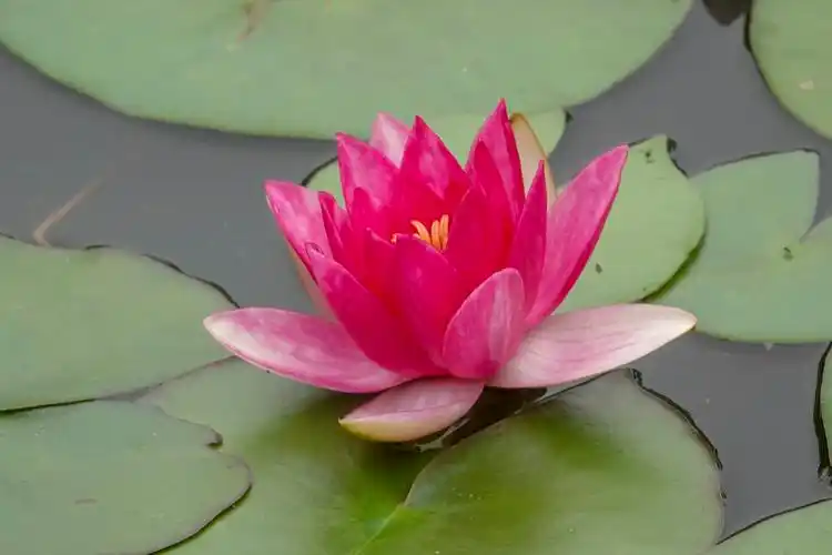 【首发】五彩莲花(五)