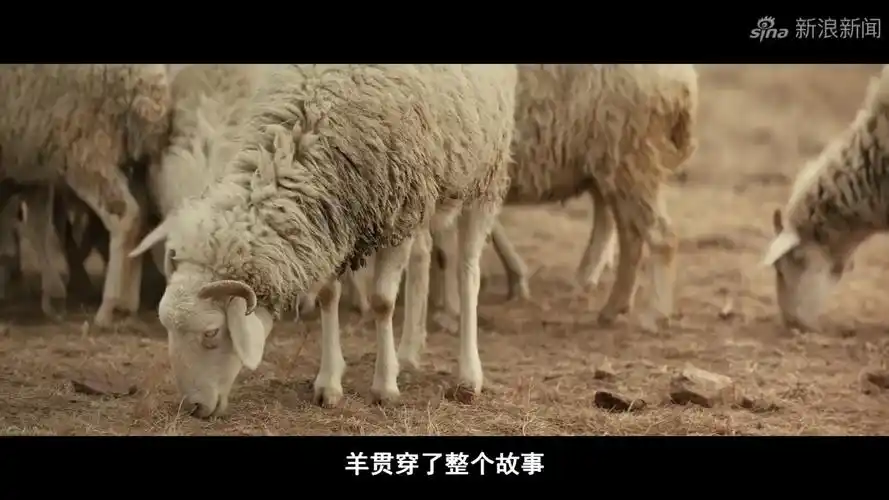 煤老板杀人藏尸,哑巴父亲百般寻找无果,一部拍案叫绝的犯罪片