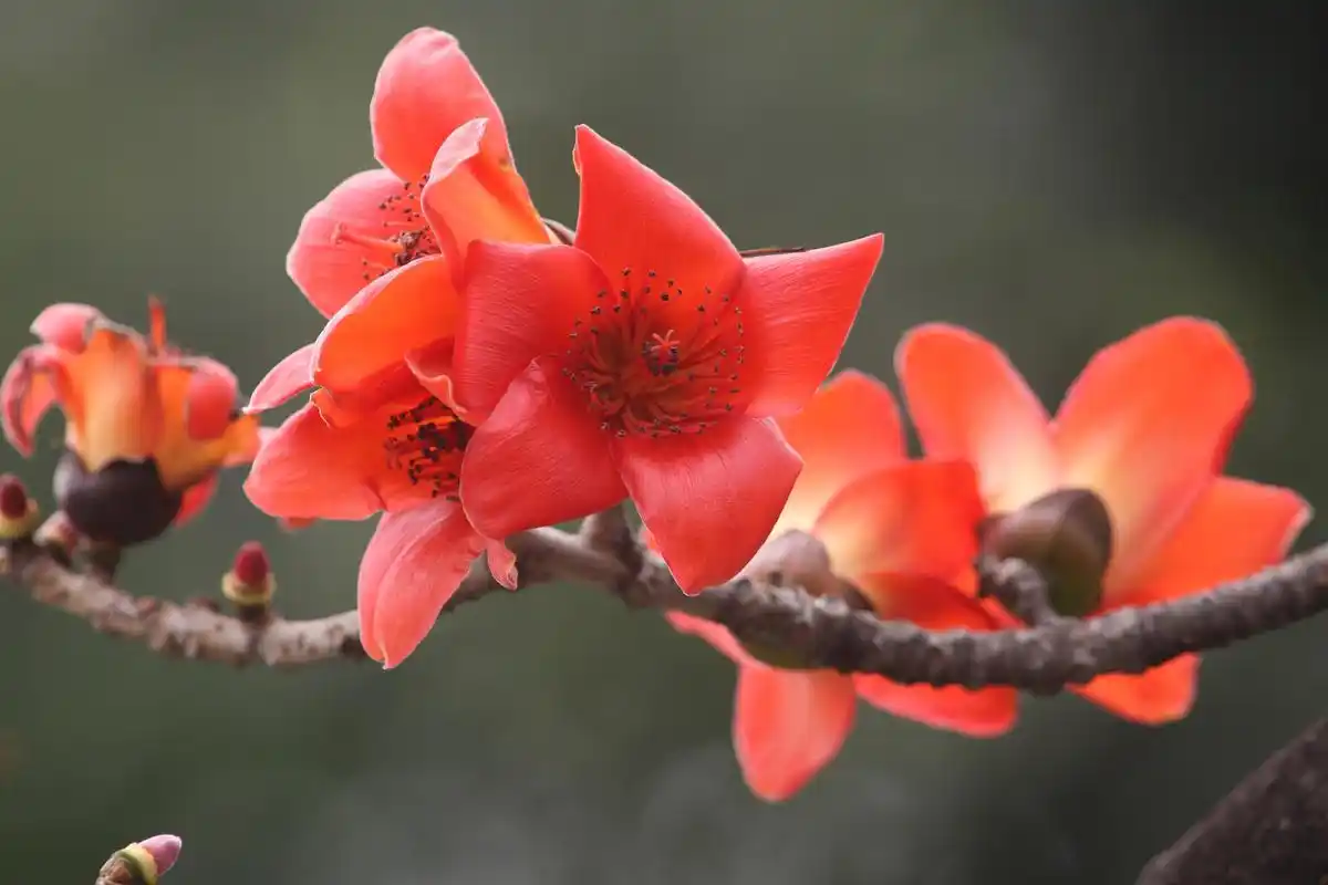 最近入手了一些木棉花,真的好美94 每次看到这些红色的花瓣就感觉