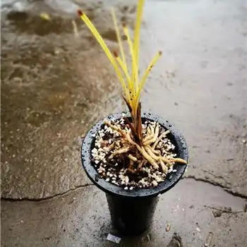 下山变异草大龙根