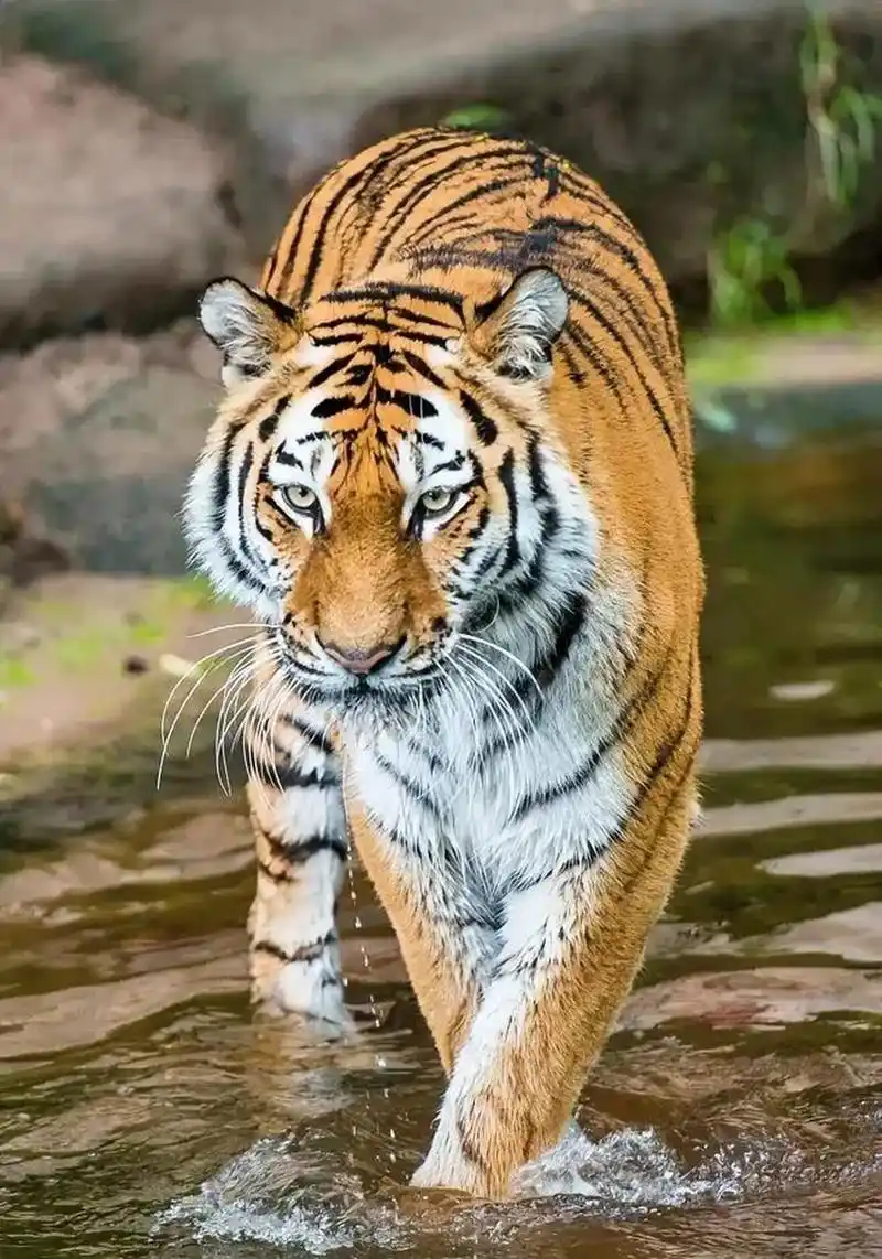 g姓大老虎也有可能! 法网恢恢,插翅难逃!