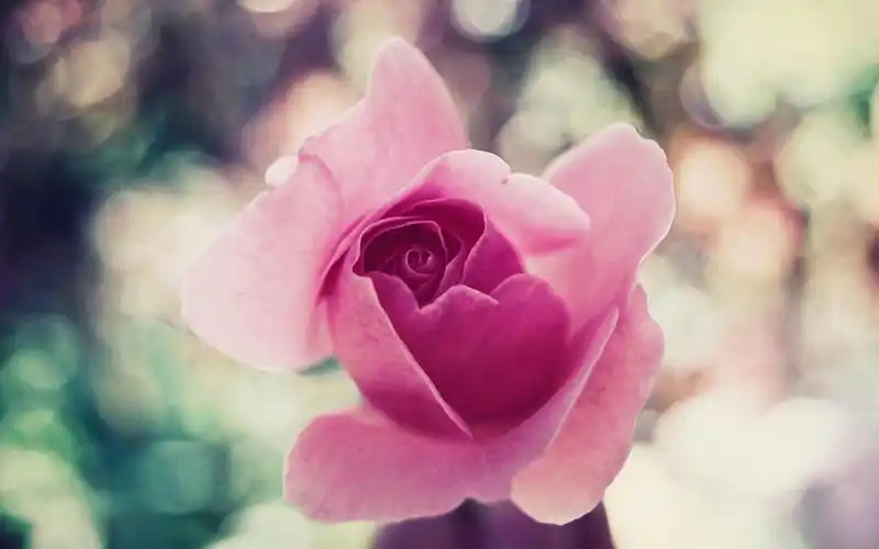 玫瑰花,唯美,清新,怡人,玫瑰花壁纸图片