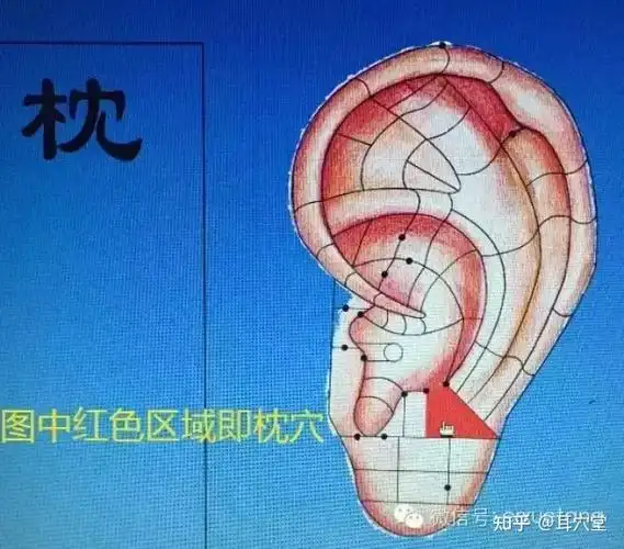 耳穴的定位与功能2枕穴