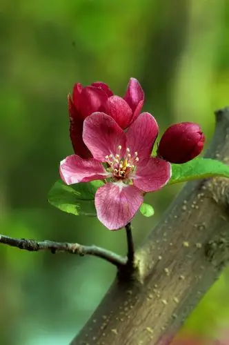 【图片4】绚丽海棠花--蜂鸟论坛照片套图