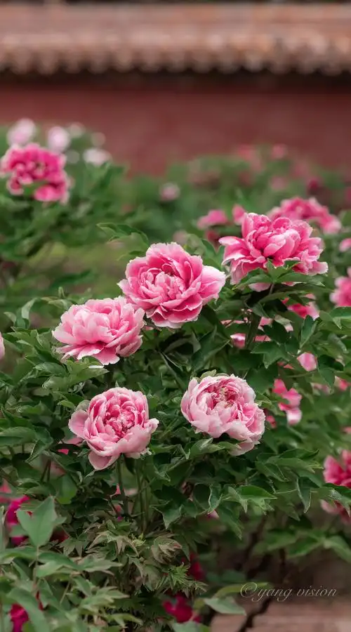 【故宫,牡丹花开】花为牡丹最美!再整理分享一组故宫御花园牡丹花!