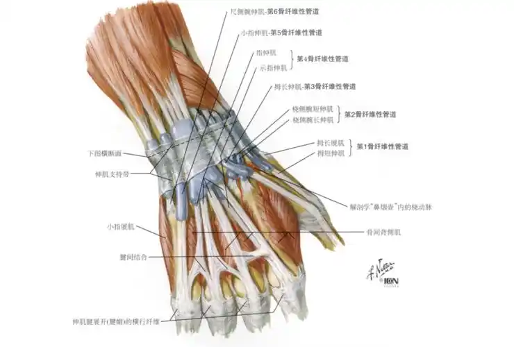 一, 腕部伸肌腱及其骨纤维性管道腕部伸肌腱位于腕背侧伸肌支持带下方