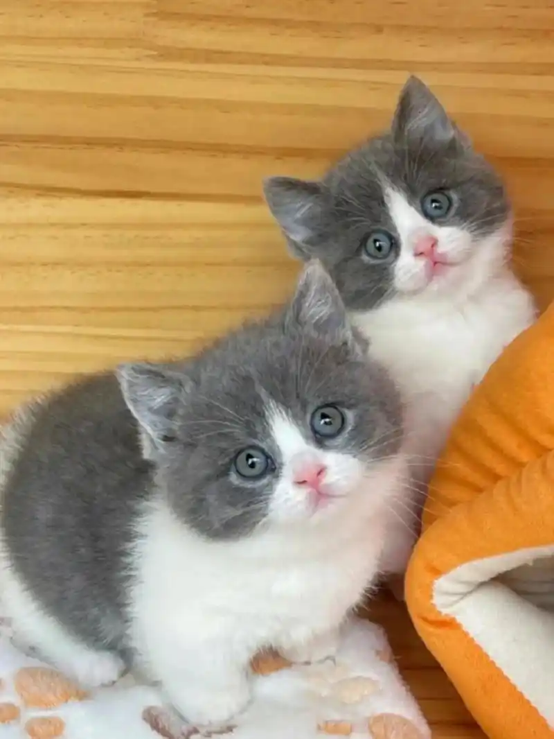 英短蓝白幼猫 两个月左右领养价699一只带走 出英短蓝白幼猫,公母都有