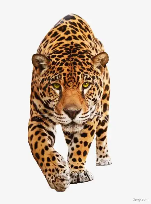 老虎png素材透明免抠图片-产品实物