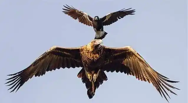 老鹰的天敌(老鹰的天敌是什么?号称鸟中"平头哥",体型却只有麻雀大小)