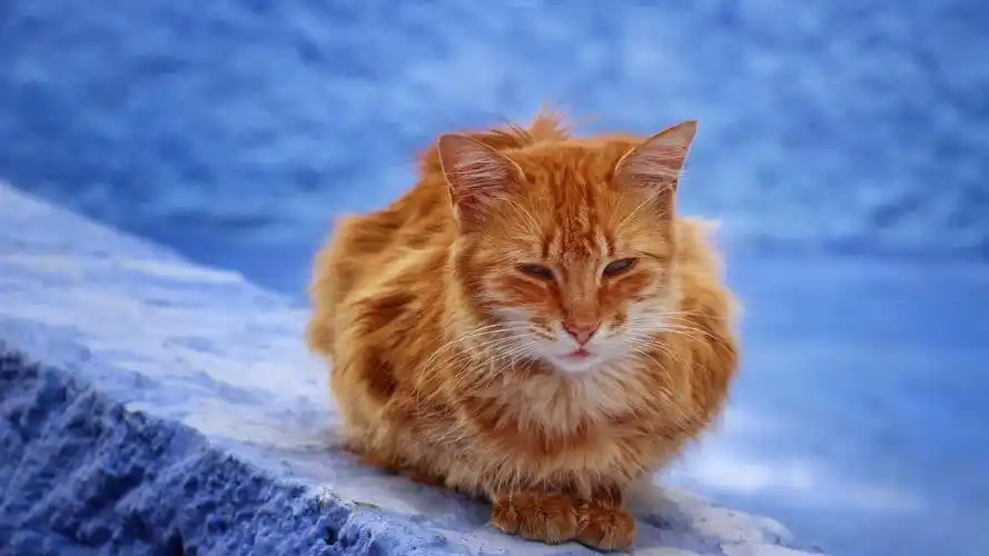 棕色猫休息,蓝色背景 壁纸 - 1920x1080 全高清