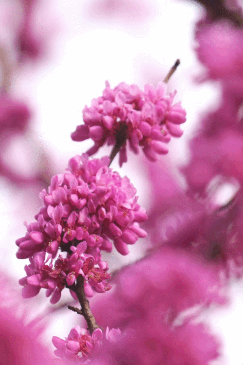 640_960竖版 竖屏gif 动态图 动图