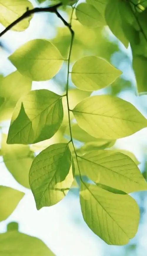 有没有清新点的绿色系壁纸