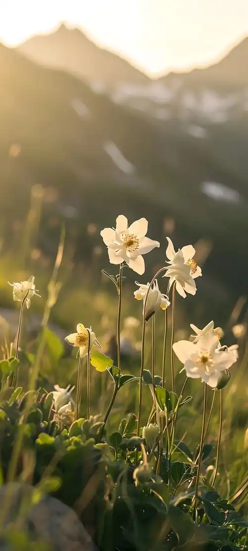 壁纸 成片种植 风景 花 植物 种植基地 桌面 1080_2395 竖版 竖屏