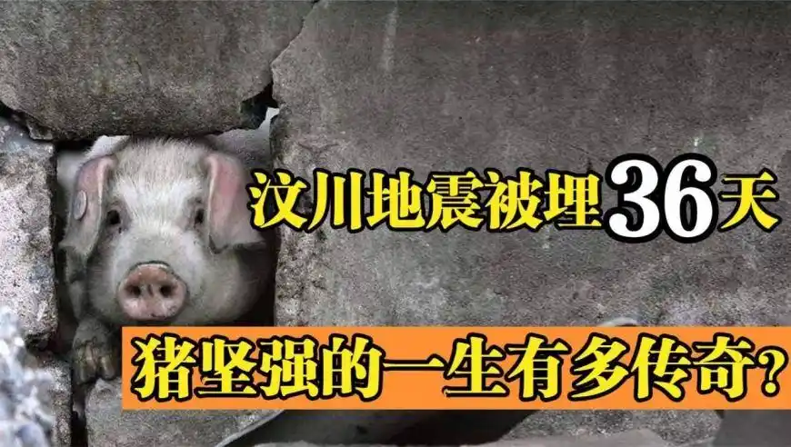 汶川地震被埋36天的猪坚强,救出后由专人饲养,它的一生有多传奇